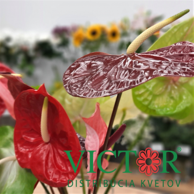 Kvety Victor - obrázok č.